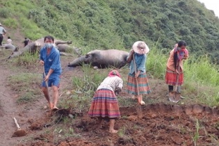 Hà Giang: Đàn trâu gần 20 con bị sét đánh chết