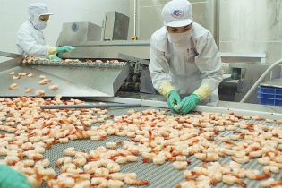 "Vua tôm" Minh Phú thua lỗ và nỗi lo của ngành thủy sản