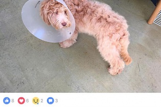 Facebook bổ sung tính năng chia sẻ cảm xúc cạnh nút Like