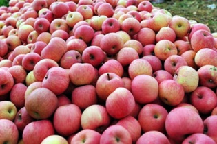 Táo đỏ Phú Sỹ từ Trung Quốc có bao bì vi phạm pháp luật Việt Nam