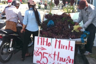 Dân trồng nho Ninh Thuận thua lỗ vì nho Trung Quốc