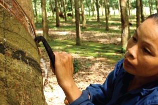 Chậm cổ phần hóa, chưa "sếp" DNNN nào phải chịu trách nhiệm