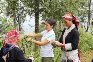 Vùng trồng và thu hái Chè dây của Traphaco được công nhận đạt chuẩn GACP - WHO