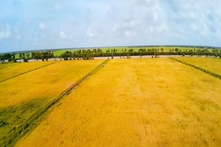 Đã có gạo sạch mang thương hiệu VinEco