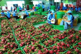 Xuất khẩu rau quả cả năm 2015 đạt 1,85 tỷ USD