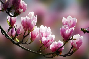 Chuyện chủ đầu tư đập căn hộ mẫu 3 lần vì... khách chưa ưng ý