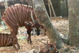Vinpearl Safari Phú Quốc đón thú quý "thế hệ F1" đầu tiên ra đời
