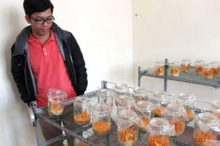 Kỹ sư IT bỏ việc, khởi nghiệp nghiên cứu ươm trồng nhộng trùng thảo