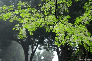 Hoa sưa trắng muốt giữa nền xanh lá