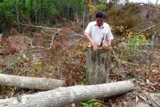 108 hecta rừng bị tàn phá nghiêm trọng ở Phú Yên