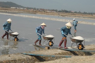 Muối liên tục rớt giá, diêm dân bỏ đồng