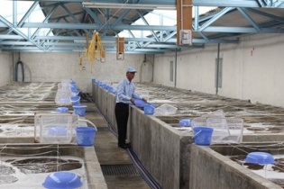 Đầu tư hơn 80 tỷ đồng cho dự án sản xuất tôm giống tập trung tại Cà Mau