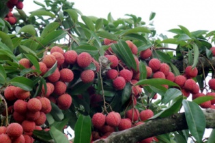 1 tấn vải thiều Bắc Giang đã có mặt trên kệ hàng tại Mỹ