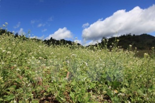 Dự báo thời tiết hôm nay: Bắc và Trung Bộ trời nắng đẹp, Tây Nguyên và Nam Bộ mưa nhiều