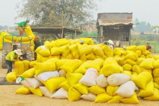 Giảm chỉ tiêu xuất khẩu gạo xuống còn 5,65 triệu tấn