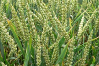 FAO: Giá lương thực thế giới sẽ không tăng trong ngắn hạn