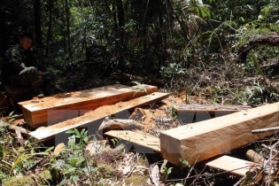 Thủ tướng Nguyễn Xuân Phúc yêu cầu báo cáo kết quả điều tra vụ phá rừng pơmu tại Quảng Nam