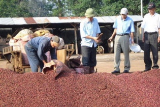 Xuất khẩu cà phê cả năm có thể đạt trên 3 tỷ USD