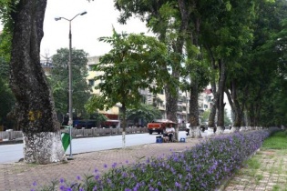 Hàng xà cừ trăm tuổi trên đường Kim Mã trước ngày di dời