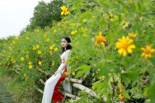 Đắm mình trong sắc vàng hoa dã quỳ ven thủ đô Hà Nội