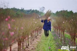 Người dân Hà Thành rộn ràng với đào Tết sớm