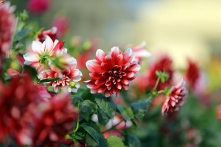 Muôn hoa đua nở "chào" Xuân mới