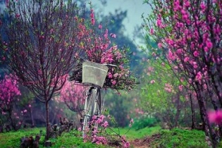 Tìm hiểu ý nghĩa của các loại hoa cảnh trưng Tết