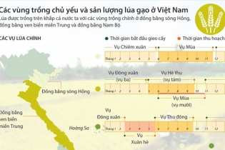 [Infographic] Các vùng trồng chủ yếu và sản lượng lúa gạo ở Việt Nam