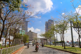 Hoa kèn hồng nở rực giữa trung tâm Sài Gòn