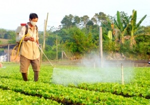 5 loại rau này hay bị phun thuốc, bạn có thể nhận biết được nhờ tư vấn từ Viện Dinh Dưỡng