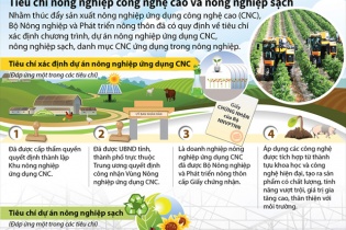 [Infographic] Tiêu chí xác định chương trình, dự án nông nghiệp công nghệ cao và nông nghiệp sạch