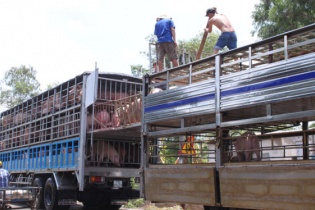 Trung Quốc đồng ý nhập thịt lợn Việt Nam theo đường chính ngạch