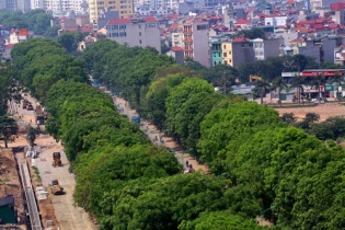Hà Nội: Có thể chặt hạ, thay thế toàn bộ cây xà cừ