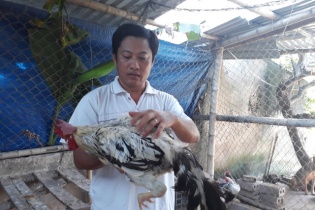 Thạc sĩ bỏ giảng đường về nhà nuôi vịt, gà kiếm cả trăm triệu đồng mỗi năm