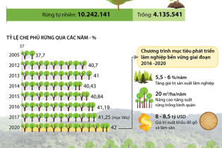 [Infographic] Phấn đấu nâng tỷ lệ che phủ rừng toàn quốc lên 42%