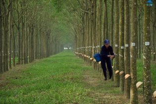 9 tháng, Cao su Phước Hòa đạt lợi nhuận gấp 2 cùng kỳ