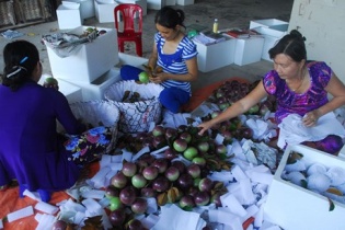 Vú sữa Tiền Giang vào Mỹ, kỳ vọng chinh phục thêm nhiều thị trường