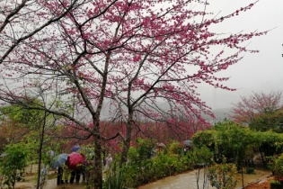 Trải nghiệm Lễ hội Hoa Anh Đào Điện Biên