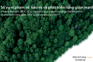 [Infographic] Số vụ vi phạm về bảo vệ và phát triển rừng giảm mạnh