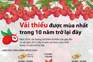 [Infographic] Vải thiều được mùa nhất trong 10 năm trở lại đây