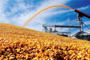 Chi gần 2 tỷ USD nhập khẩu thức ăn chăn nuôi tính từ đầu năm