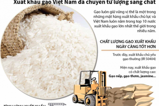[Infographic] Xuất khẩu gạo Việt Nam đã chuyển từ lượng sang chất