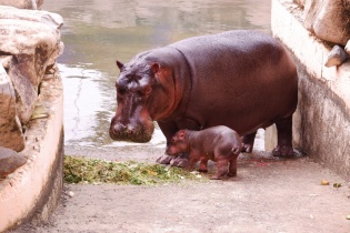 Mừng tuyển Việt Nam vô địch AFF Cup 2018, chú Hà mã mới sinh tại Vinpearl Land được đặt tên Champion