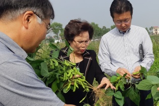 Đầu tư nông nghiệp sạch, Hiền Lê có đơn hàng xuất khẩu đi Anh, Nhật Bản