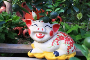 Bỏ ống nuôi heo để mua nhà đất!