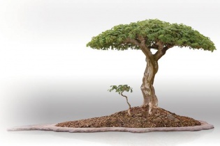 Luận bàn các yếu tố tác động đến con người: Bản mệnh và Vận số