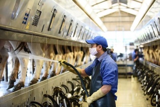 Vinamilk đã chi 1.171 tỷ đồng để M&A công ty sở hữu Mộc Châu Milk