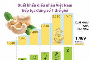[Infographic] Xuất khẩu điều nhân Việt Nam tiếp tục đứng số 1 thế giới