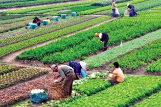 Bộ Kế hoạch và Đầu tư chủ trì tổ chức Diễn đàn Kinh tế hợp tác, hợp tác xã năm 2019