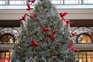 Săn cây thông tươi chơi Noel, giá chát cả chục triệu vẫn đắt hàng